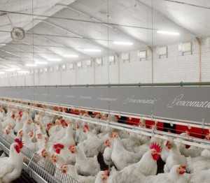Grando Nestweb2