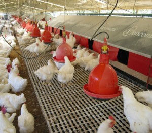 huevo-para-incubar-vencomatic