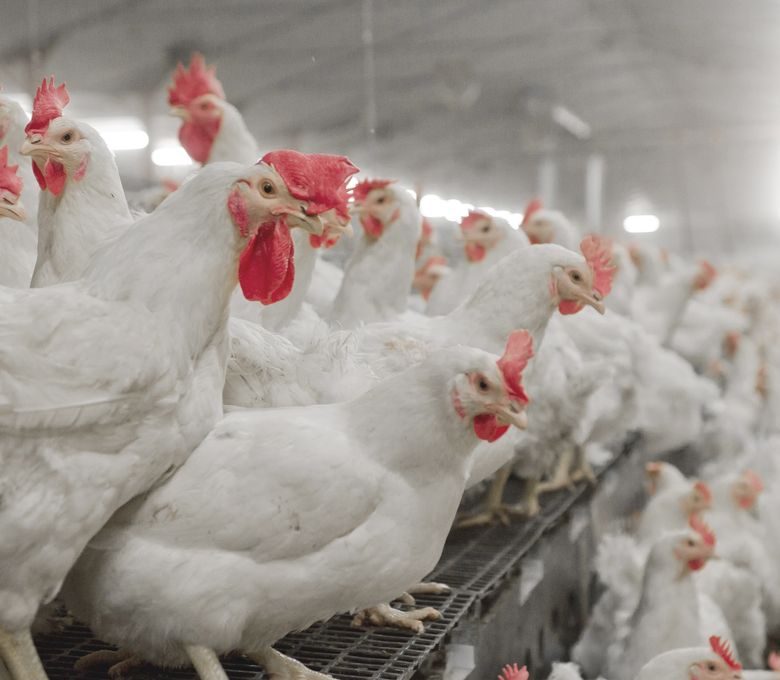 Nido Vencomatic Nest